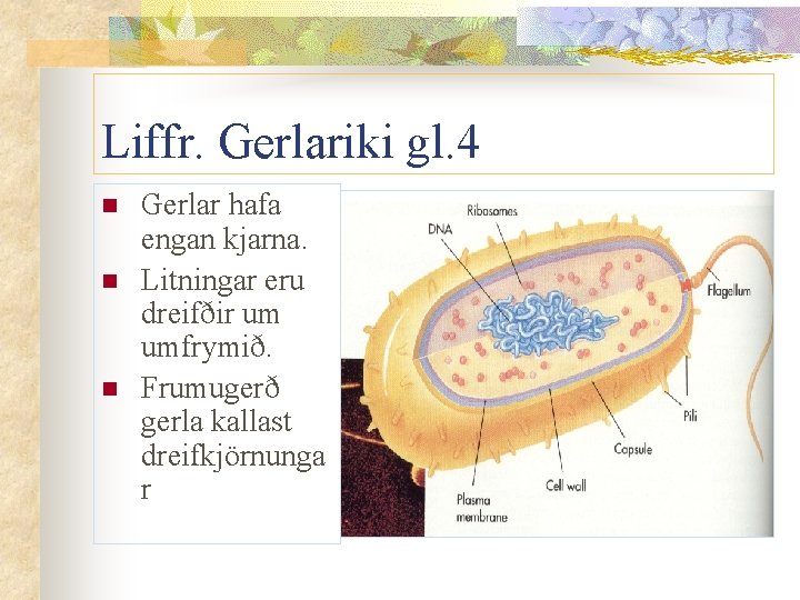 Liffr. Gerlariki gl. 4 n n n Gerlar hafa engan kjarna. Litningar eru dreifðir Liffr. Gerlariki gl. 4 n n n Gerlar hafa engan kjarna. Litningar eru dreifðir