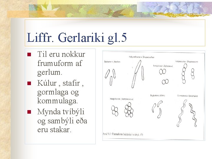 Liffr. Gerlariki gl. 5 n n n Til eru nokkur frumuform af gerlum. Kúlur