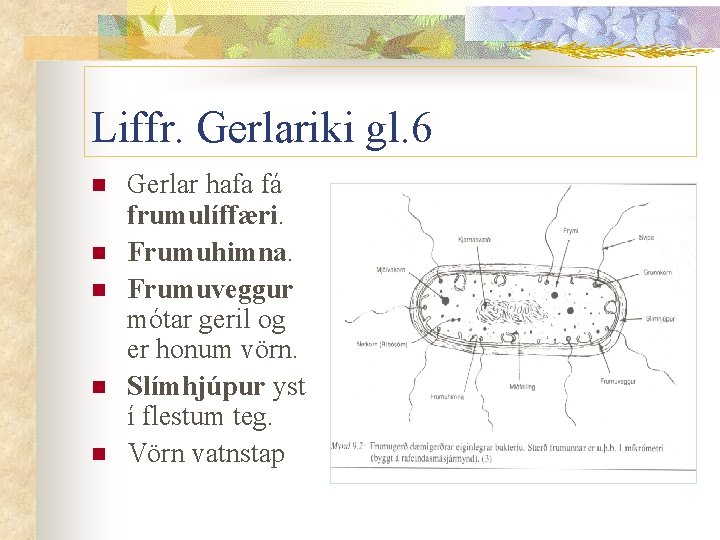 Liffr. Gerlariki gl. 6 n n n Gerlar hafa fá frumulíffæri. Frumuhimna. Frumuveggur mótar