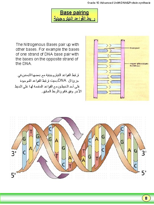 First semester Grade 10 Advanced Unit 4 DNA