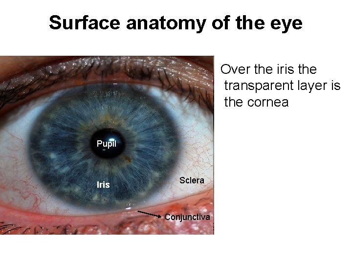 Surface anatomy of the eye Over the iris the transparent layer is the cornea