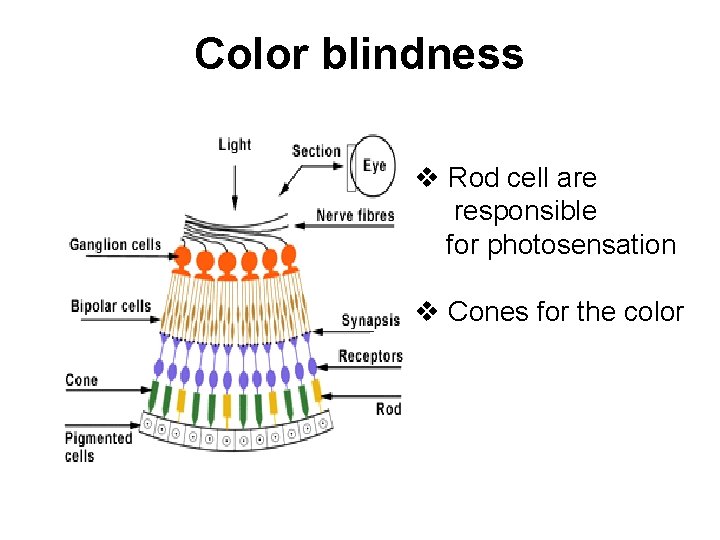 Color blindness v Rod cell are responsible for photosensation v Cones for the color