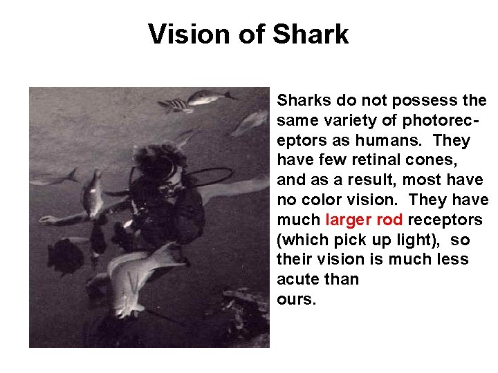Vision of Sharks do not possess the same variety of photoreceptors as humans. They
