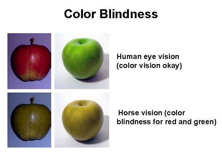 Color Blindness Human eye vision (color vision okay) Horse vision (color blindness for red