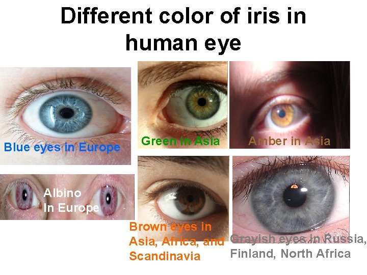 Different color of iris in human eye Blue eyes in Europe Green in Asia