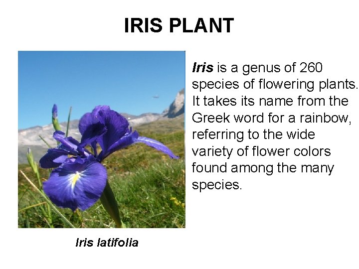 IRIS PLANT Iris is a genus of 260 species of flowering plants. It takes
