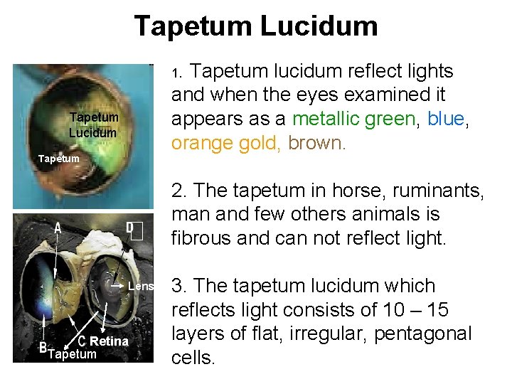 Tapetum Lucidum 1. Tapetum lucidum reflect lights and when the eyes examined it appears