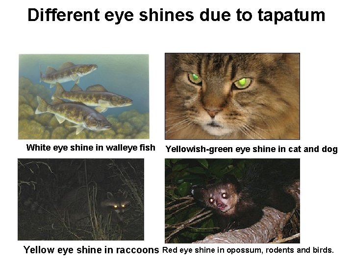 Different eye shines due to tapatum White eye shine in walleye fish Yellowish-green eye