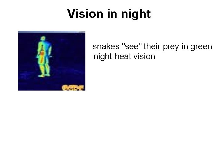 Vision in night snakes "see" their prey in green night-heat vision 