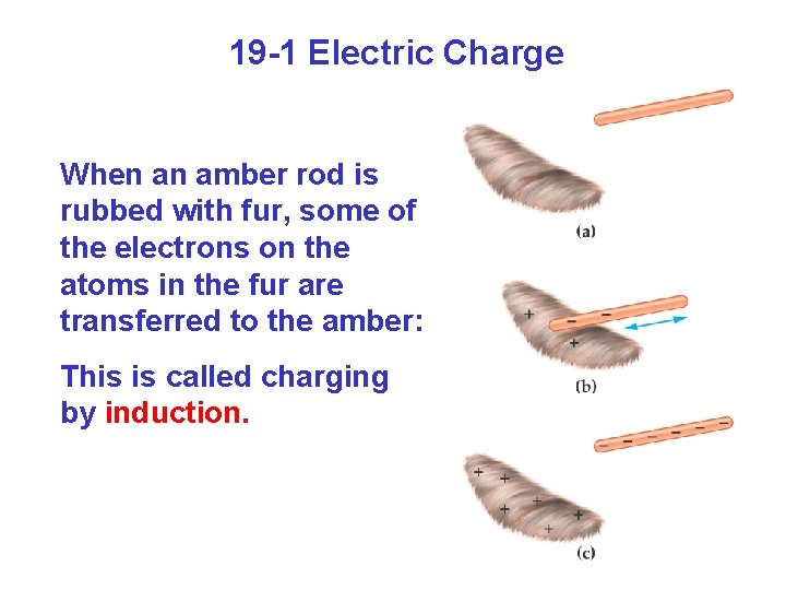 19 -1 Electric Charge When an amber rod is rubbed with fur, some of