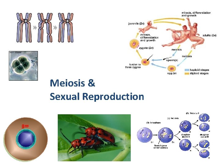 Meiosis & Sexual Reproduction 2007 -2008 