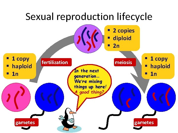 Sexual reproduction lifecycle § 2 copies § diploid § 2 n § 1 copy