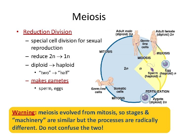 Meiosis • Reduction Division – special cell division for sexual reproduction – reduce 2