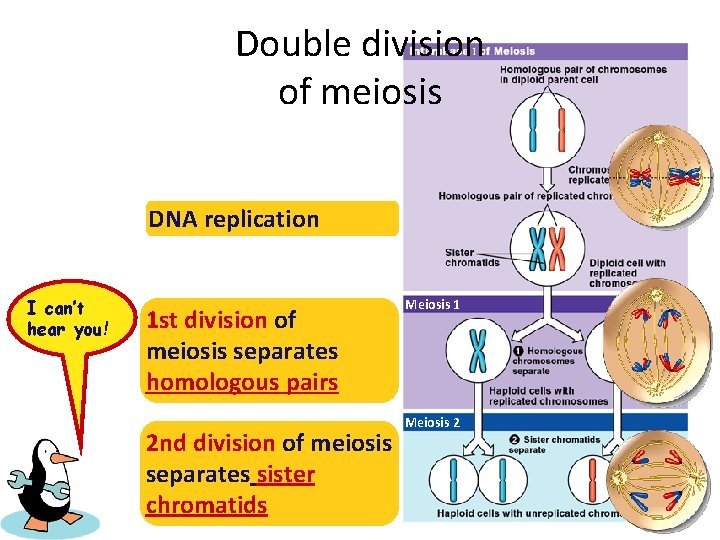 Double division of meiosis DNA replication I can’t Repeat after you! hear me! 1