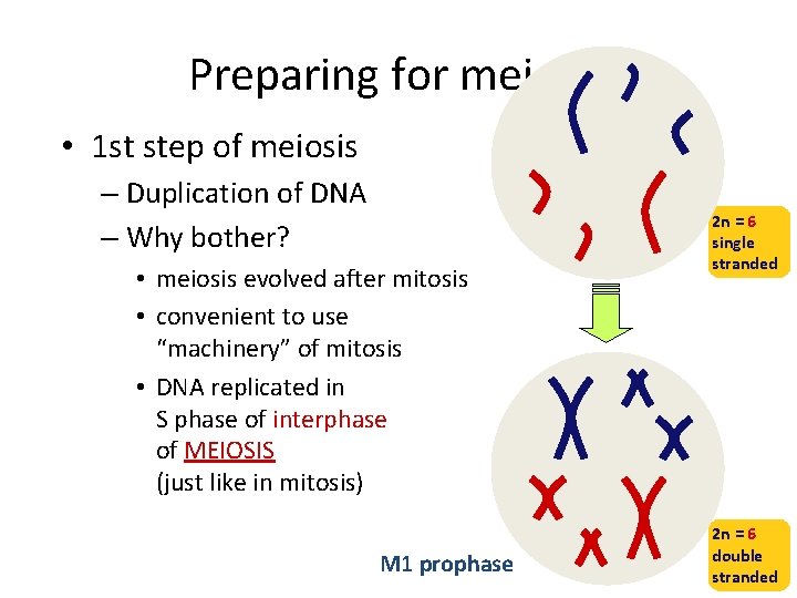 Preparing for meiosis • 1 st step of meiosis – Duplication of DNA –