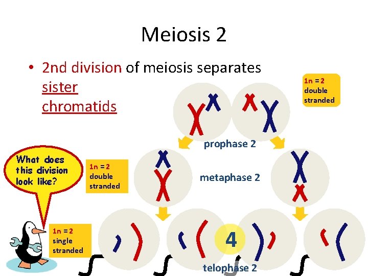 Meiosis 2 • 2 nd division of meiosis separates sister chromatids prophase 2 What