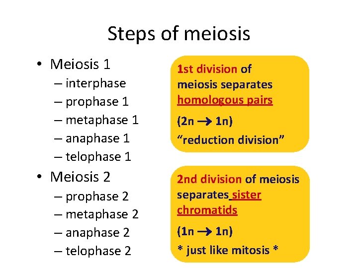 Steps of meiosis • Meiosis 1 – interphase – prophase 1 – metaphase 1