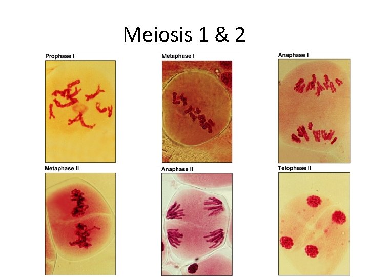 Meiosis 1 & 2 