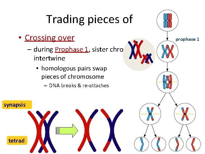 Trading pieces of DNA • Crossing over – during Prophase 1, sister chromatids intertwine