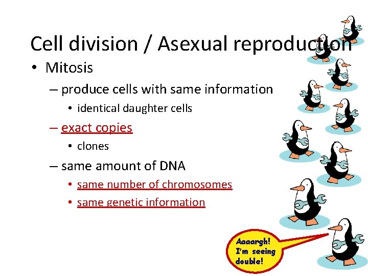 Cell division / Asexual reproduction • Mitosis – produce cells with same information •