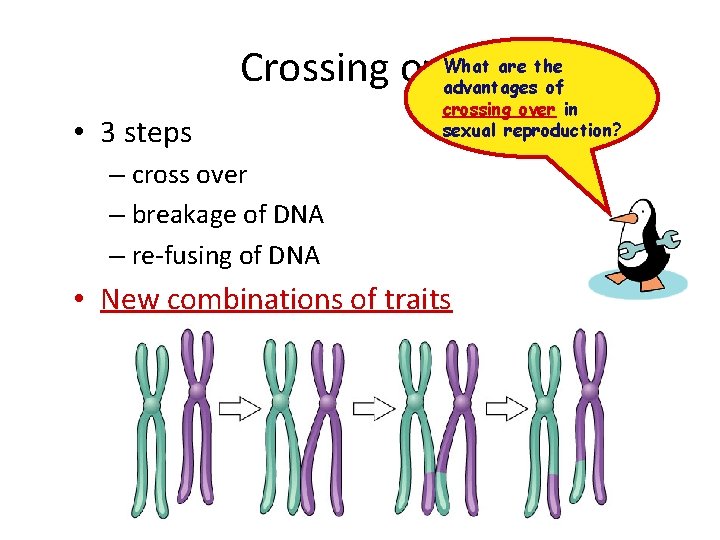 What are the Crossing over advantages of • 3 steps crossing over in sexual