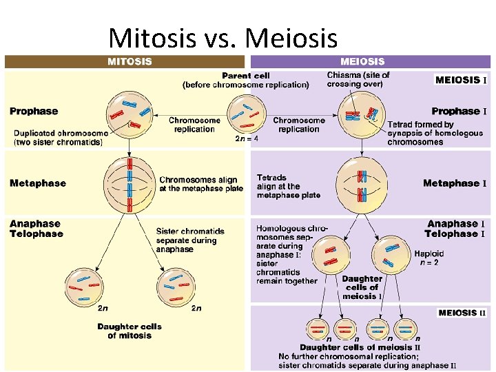 Mitosis vs. Meiosis 