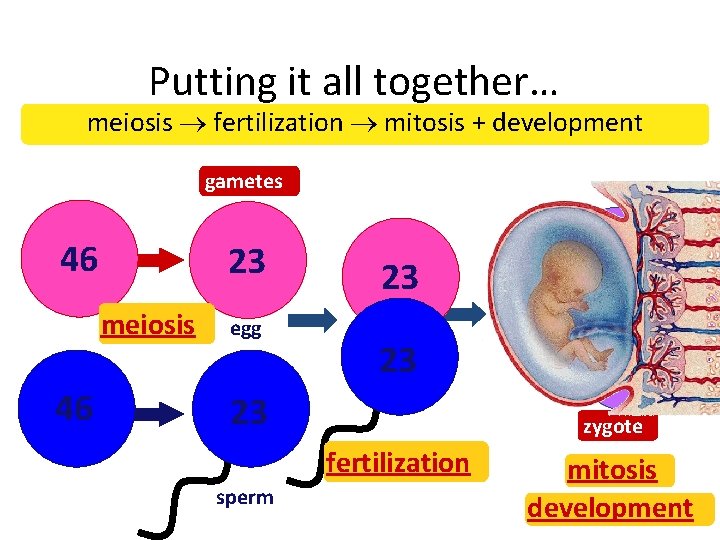 Putting it all together… meiosis fertilization mitosis + development gametes 46 23 meiosis 46