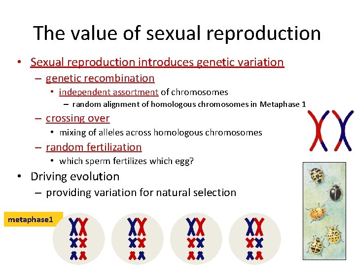 The value of sexual reproduction • Sexual reproduction introduces genetic variation – genetic recombination