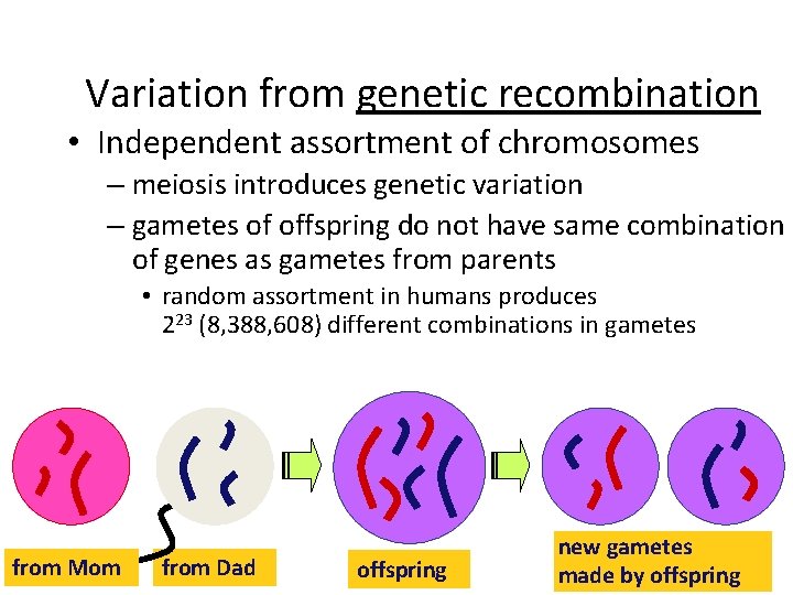 Variation from genetic recombination • Independent assortment of chromosomes – meiosis introduces genetic variation