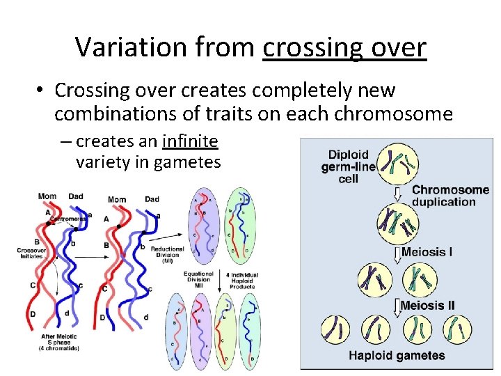 Variation from crossing over • Crossing over creates completely new combinations of traits on