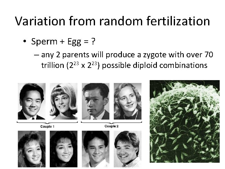 Variation from random fertilization • Sperm + Egg = ? – any 2 parents