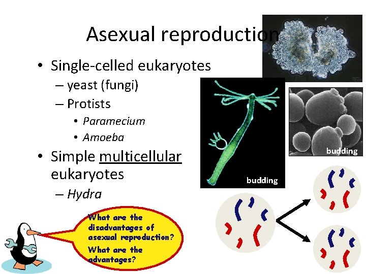 Asexual reproduction • Single-celled eukaryotes – yeast (fungi) – Protists • Paramecium • Amoeba