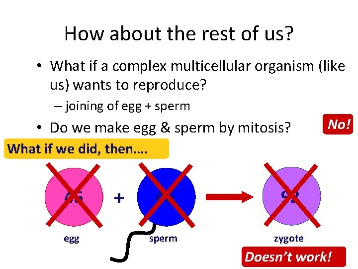 How about the rest of us? • What if a complex multicellular organism (like