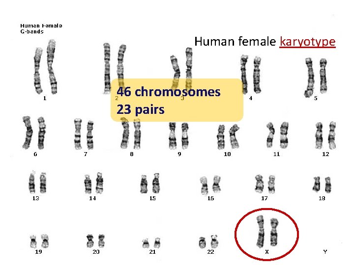 Human female karyotype 46 chromosomes 23 pairs 