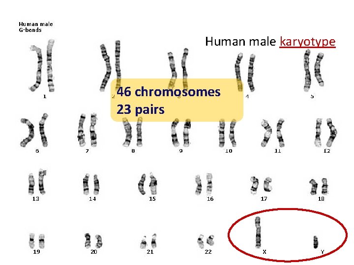 Human male karyotype 46 chromosomes 23 pairs 