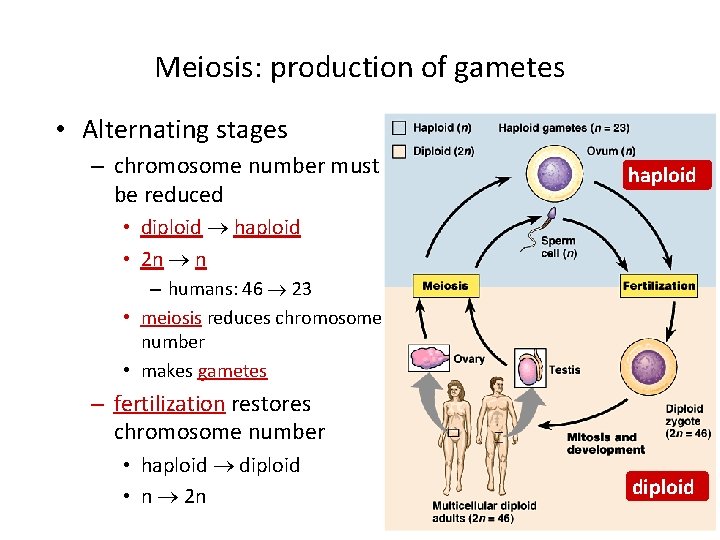 Meiosis: production of gametes • Alternating stages – chromosome number must be reduced haploid