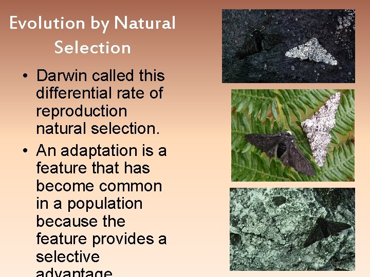 Evolution by Natural Selection • Darwin called this differential rate of reproduction natural selection.