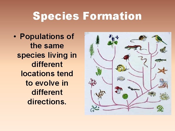 Species Formation • Populations of the same species living in different locations tend to Species Formation • Populations of the same species living in different locations tend to