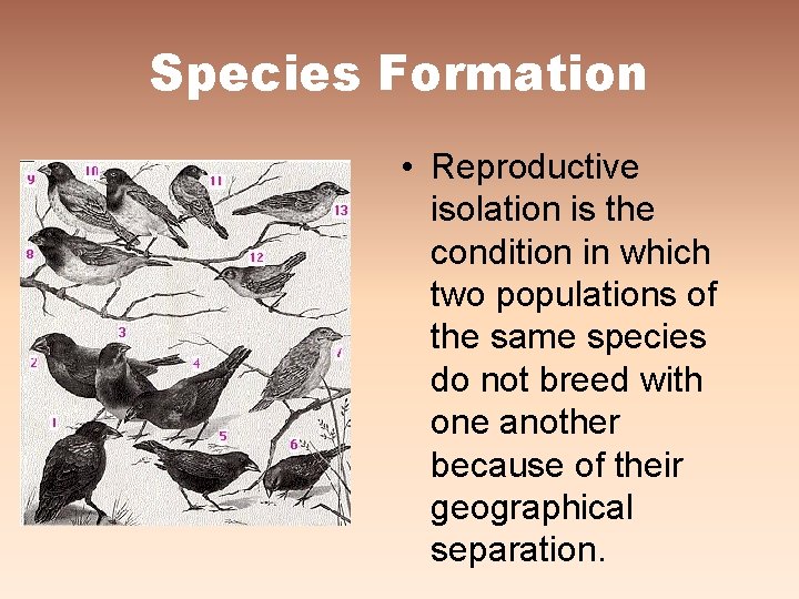 Species Formation • Reproductive isolation is the condition in which two populations of the