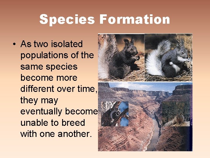 Species Formation • As two isolated populations of the same species become more different