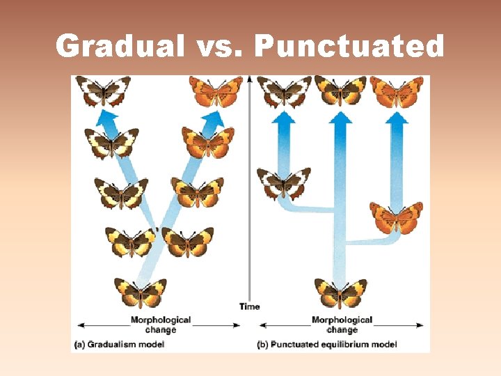 Gradual vs. Punctuated Gradual vs. Punctuated