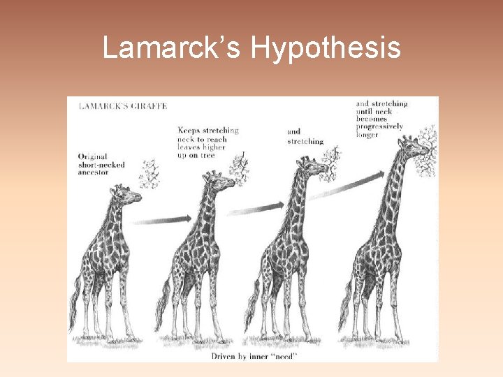 Lamarck’s Hypothesis 