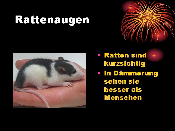 Steckbrief fr Rattenprofis Eine PPT Show erstellt von