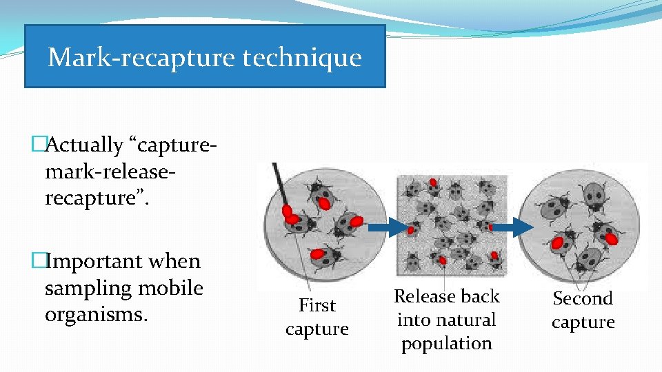 Mark-recapture technique �Actually “capturemark-releaserecapture”. �Important when sampling mobile organisms. First capture Release back into
