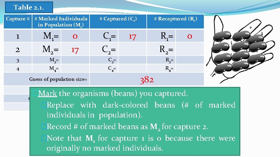 Table 2. 1. Capture # # Marked Individuals in Population (M 1) 0 17
