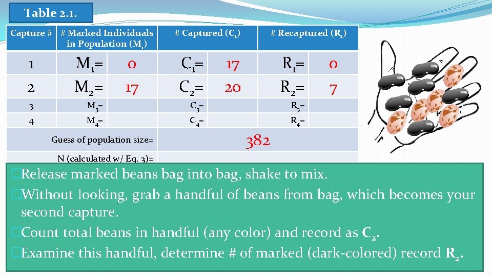 Table 2. 1. Capture # # Marked Individuals in Population (M 1) 0 17
