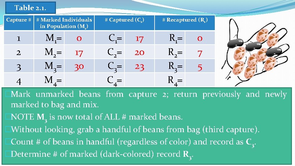 Table 2. 1. Capture # # Marked Individuals in Population (M 1) 1 2