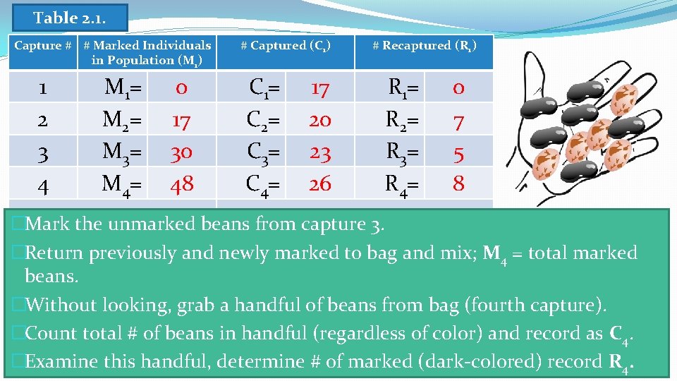 Table 2. 1. Capture # # Marked Individuals in Population (M 1) 1 2