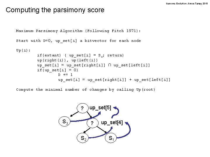 Genome Evolution. Amos Tanay 2010 Computing the parsimony score Maximum Parsimony Algorithm (Following Fitch