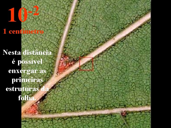-2 10 1 centímetro Nesta distância é possível enxergar as primeiras estruturas da folha.